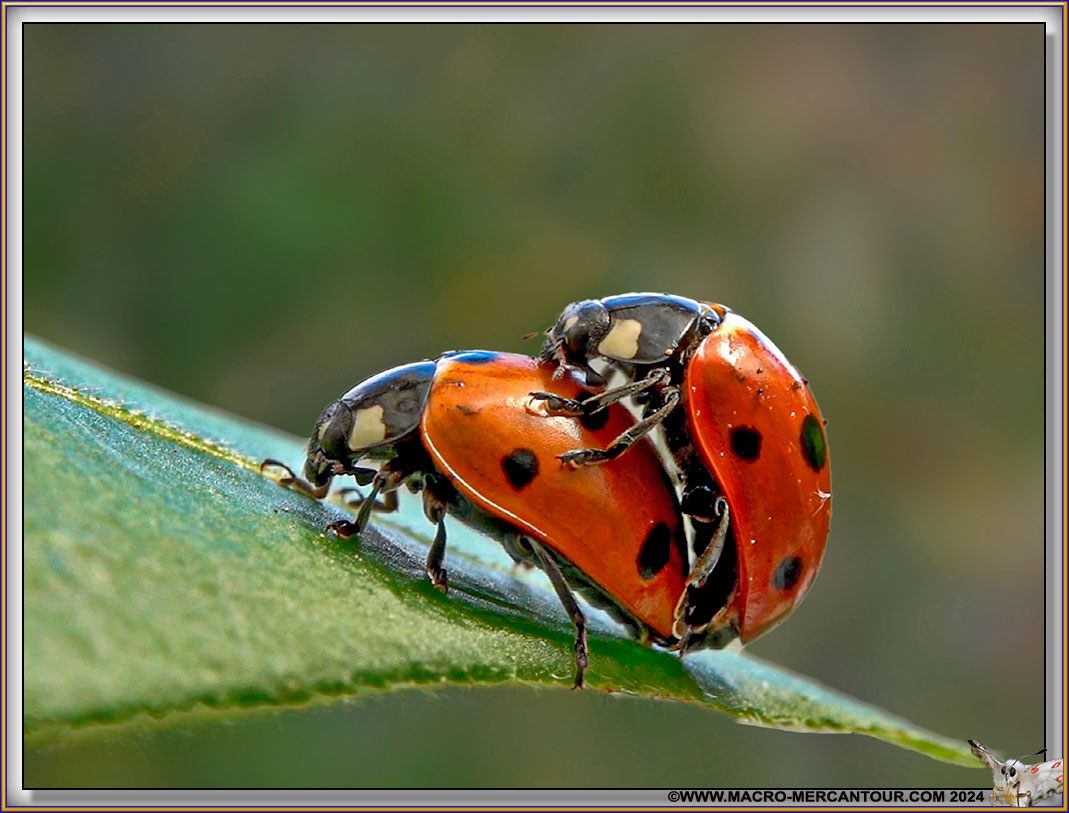 Coccinelle